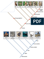 Cladogramas