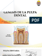 Génesis de La Pulpa Dental