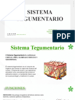 Sistema Tegumentario - Original