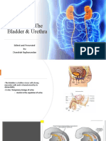 The Bladder & Urethra Anatomy