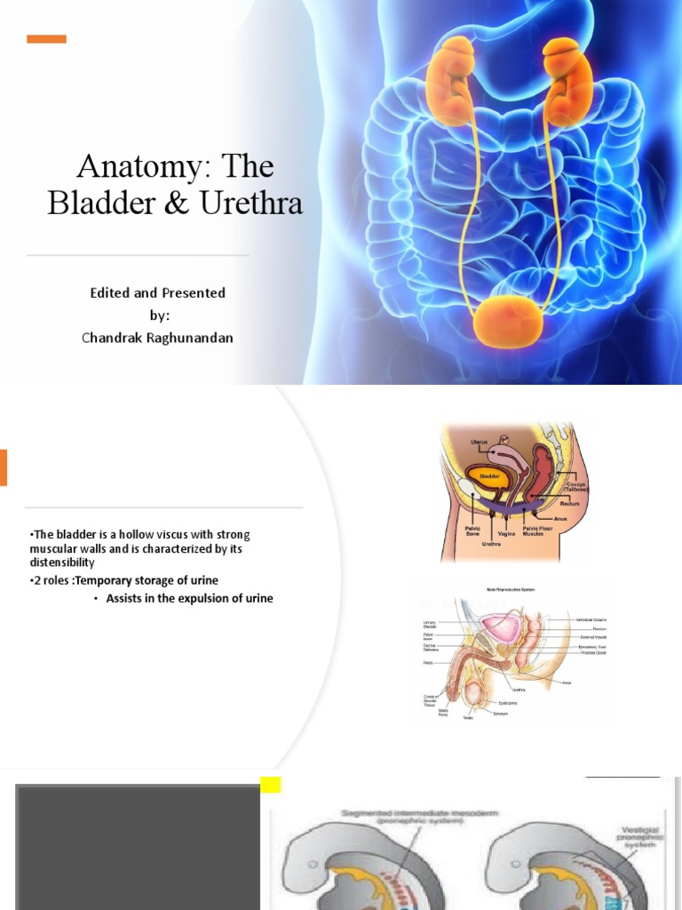 Anatomy and Development of the Urinary Bladder and Urethra: A ...