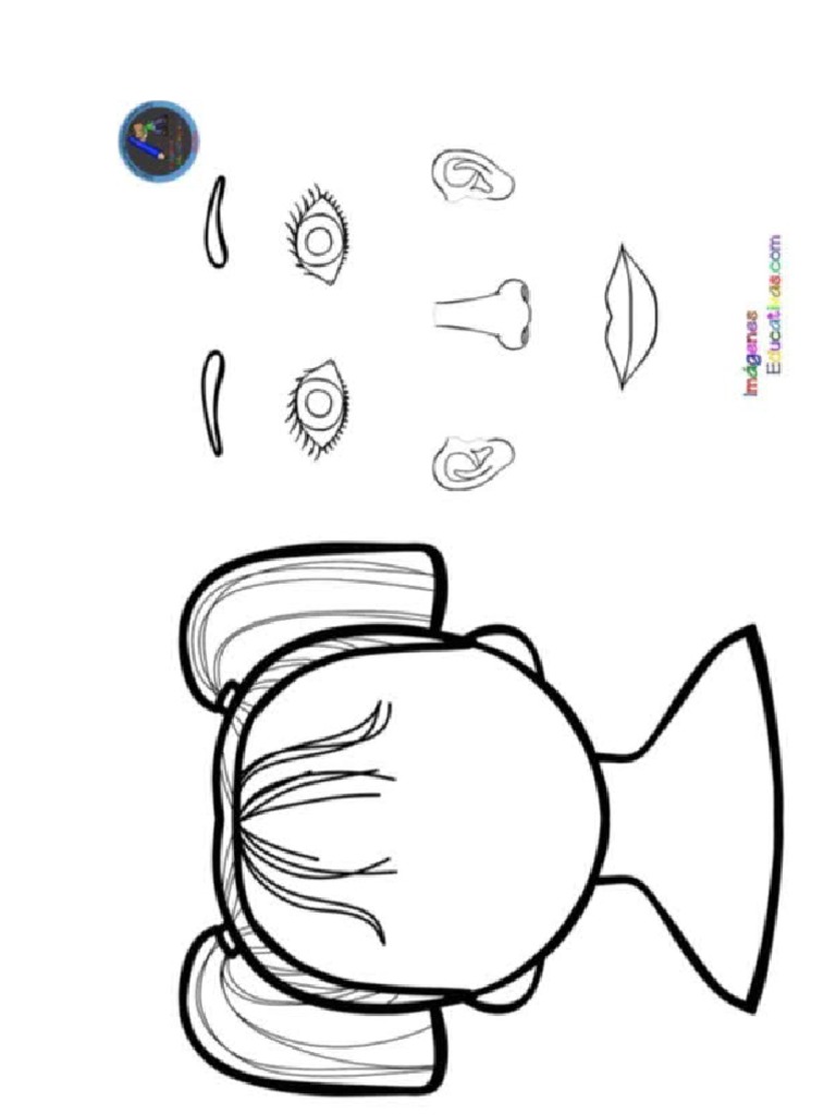 Parts of The Face | PDF