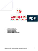 T19 Anabolisme Heteròtrof