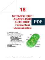 T18 Anabolisme Autotrof