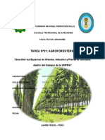 TAREA N°01 AGROFORESTERÍA - Describir Las Especies de Árboles, Arbustos y Palmeras Ubicados Dentro Del Campus de La UNPRG