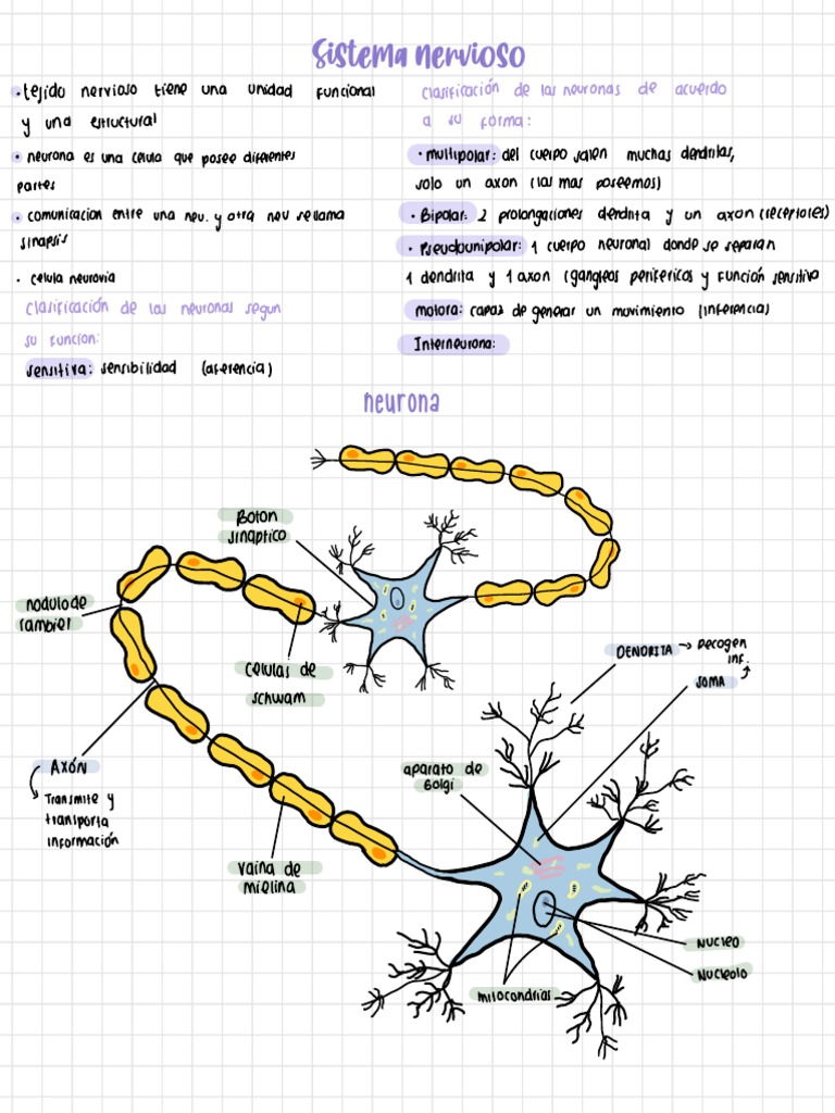 Estructura y Función del Sistema Nervioso | PDF | Cerebro | Neurona