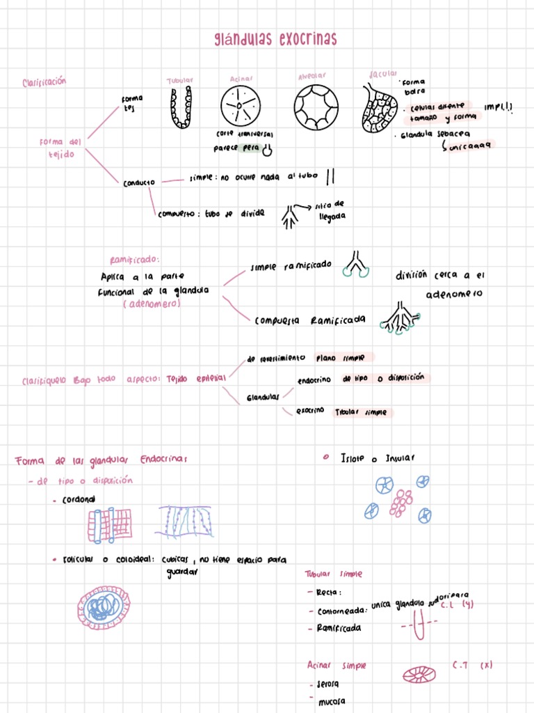 Glándulas Exocrinas | PDF | Sistema exocrino | Histología