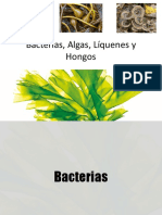 Clase 5. Bacterias, Algas, Hongos y Líquenes