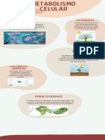 Metabolismo celular y procesos de fotosíntesis y respiración