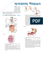 Sistem Pencernaan Manusia