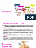 Digestión y metabolismo