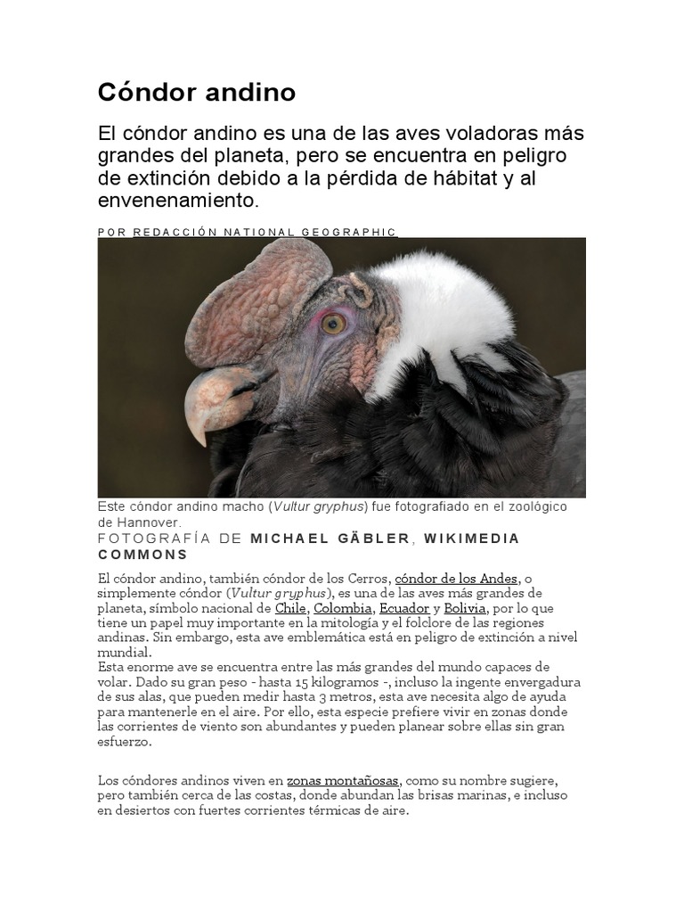Cóndor Andino | PDF | Aves | Ornitología