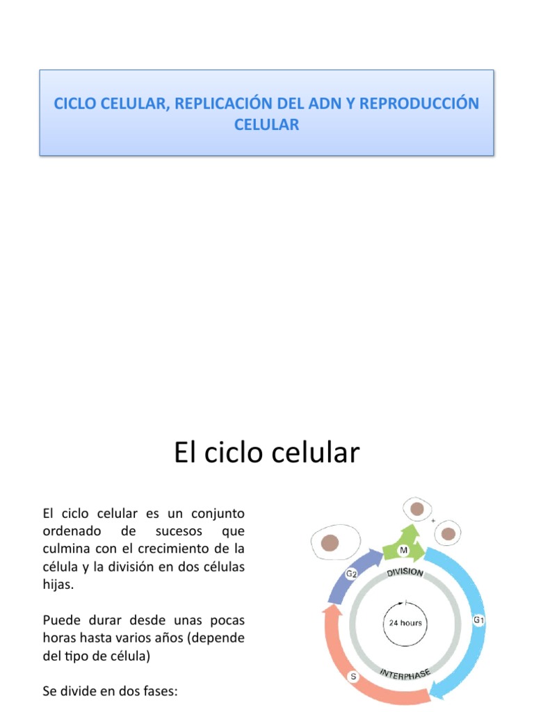 Ciclo Celular y Replicación del ADN | PDF | Mitosis | Mitosis