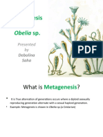 Metagenesis in Obelia SP