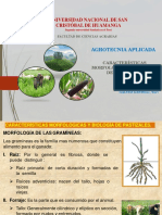 Semana 2 - Tema 2 Morf de Pastizales