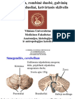 CNS - Smegenėlės, Rombine Duobe, Galviniu N. Branduoliai.s