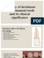 Anatomy of Permanent Teeth