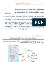 Ciclo Del Acido CÃ - Trico