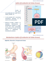 Metabolismo LipÃ - Dico (OxidaciÃ N de Acidos Grasos)