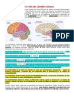 Estructura Del Cerebro Humano