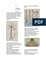 Histología del SNC y PNS