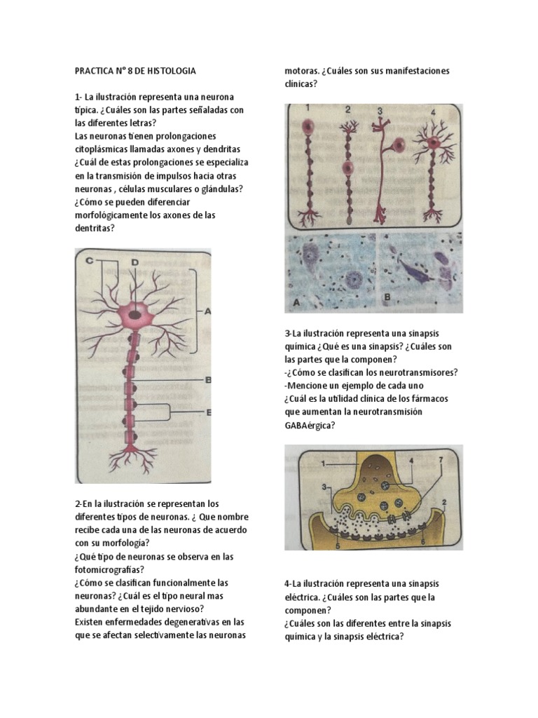Histología del Sistema Nervioso: Neuronas y Glía | PDF | Neurona | Sinapsis