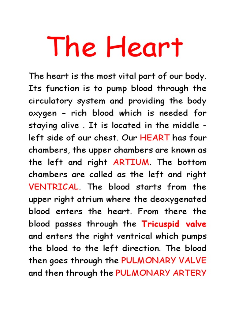 The Heart | PDF