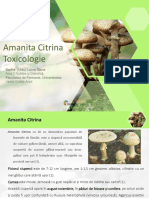 Toxicologie - Amanita Citrina - Diana Bartha (Ursu)