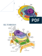 Soal Organel Sel