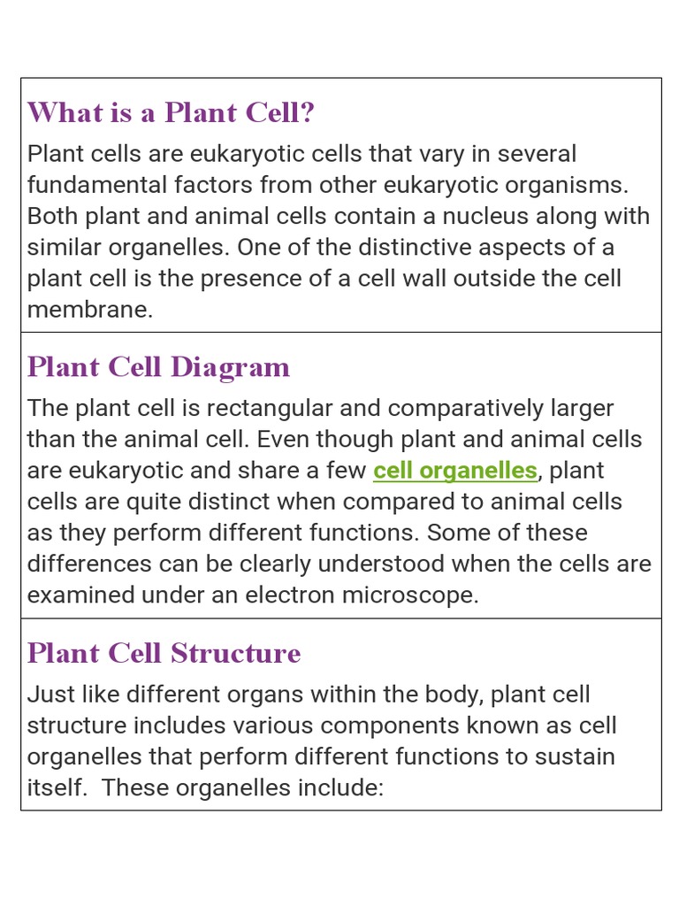 Overview of Plant Cell Structure | PDF | Cell (Biology) | Chloroplast