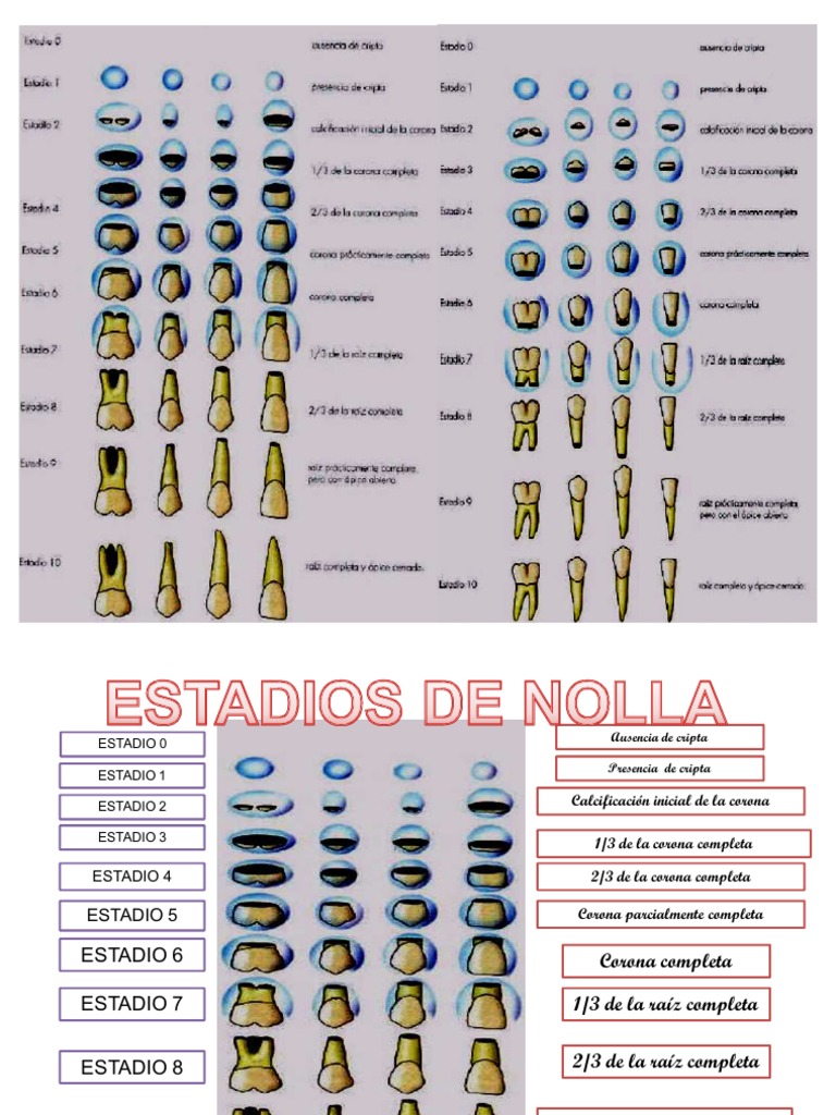 Estadios de Nolla | PDF