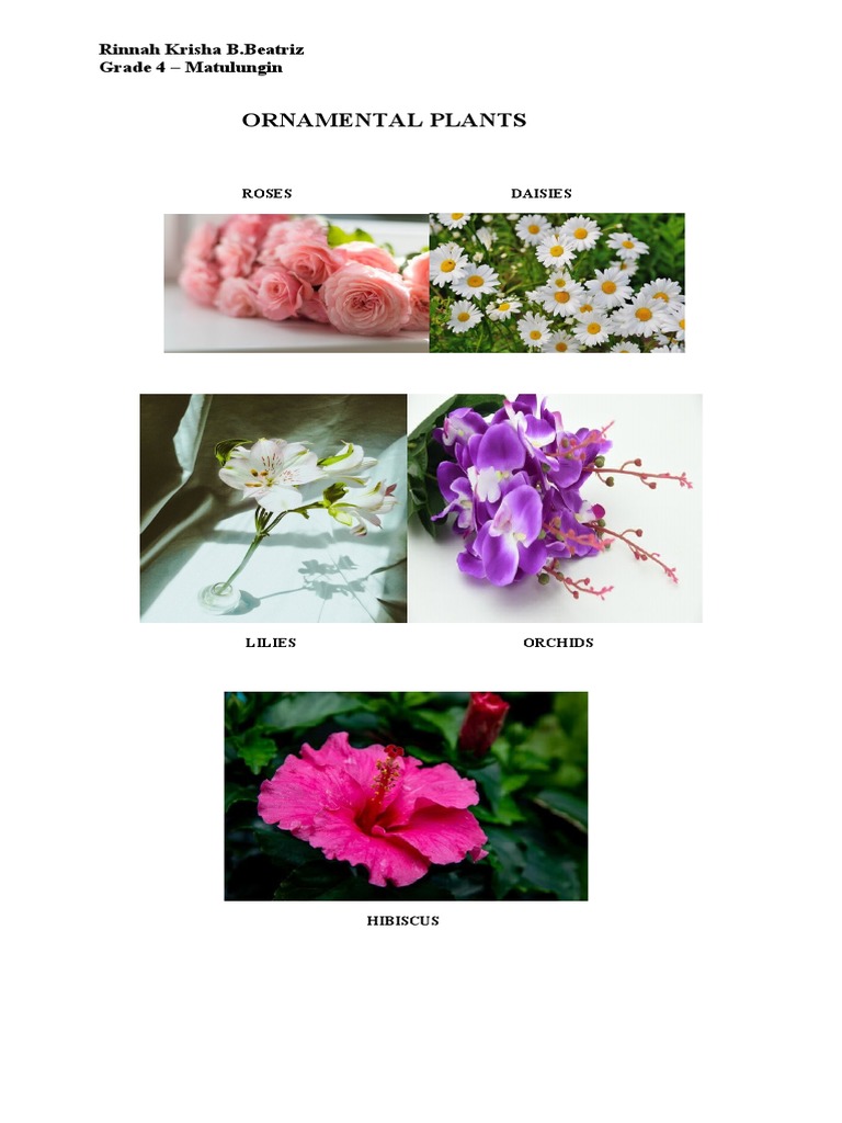 Ornamental Plants PDF