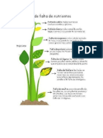 Deficiencias Nutricionales en Planta