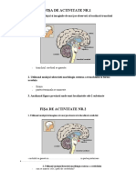 0 Fise de Activitate Pe Grupe Si Individuala Anatomia Encefalului