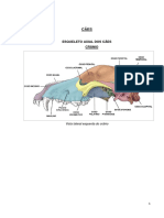 Esqueleto e anatomia dos cães