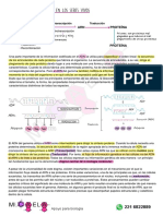 6 - Mini Apunte Transcripción Y Traducción