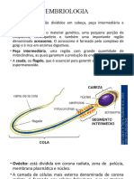 Processos de Embriogênese Humana