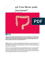 Apa Fungsi Usus Besar Pada Proses Pencernaan