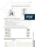 Eval Sistemas Resp Circ 4°