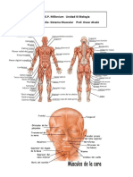 Unidad IX Biología - Sistema Muscular - Primer Año