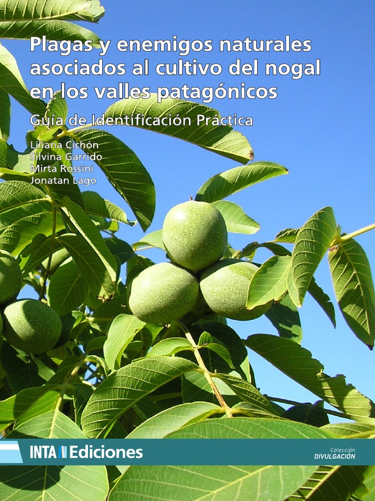 Inta Plagas y Enemigos Naturales en Nogal | PDF | Insectos