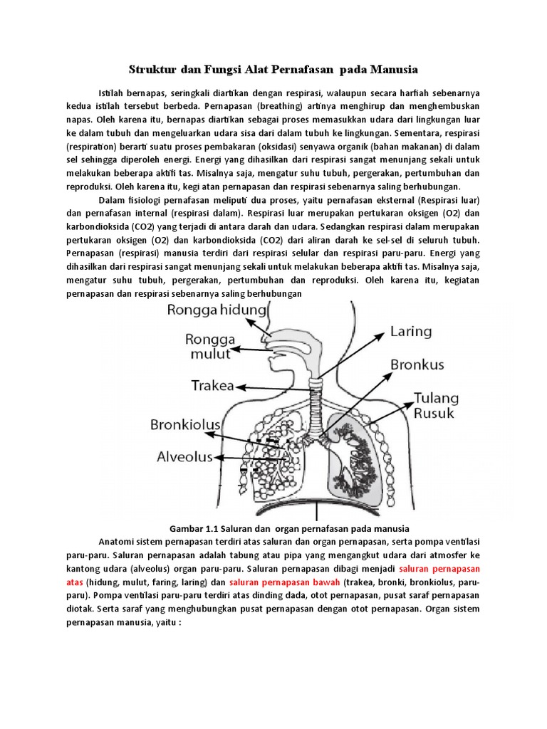 Struktur Dan Fungsi Organ Pernafasan | PDF