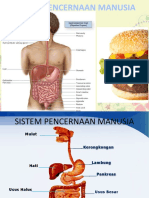 Sistem Pencernaan Manusia