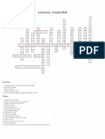 Urogenital Crucigrama