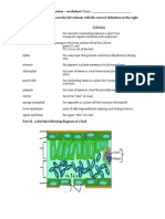 Leaf Structure and Function Worksheet