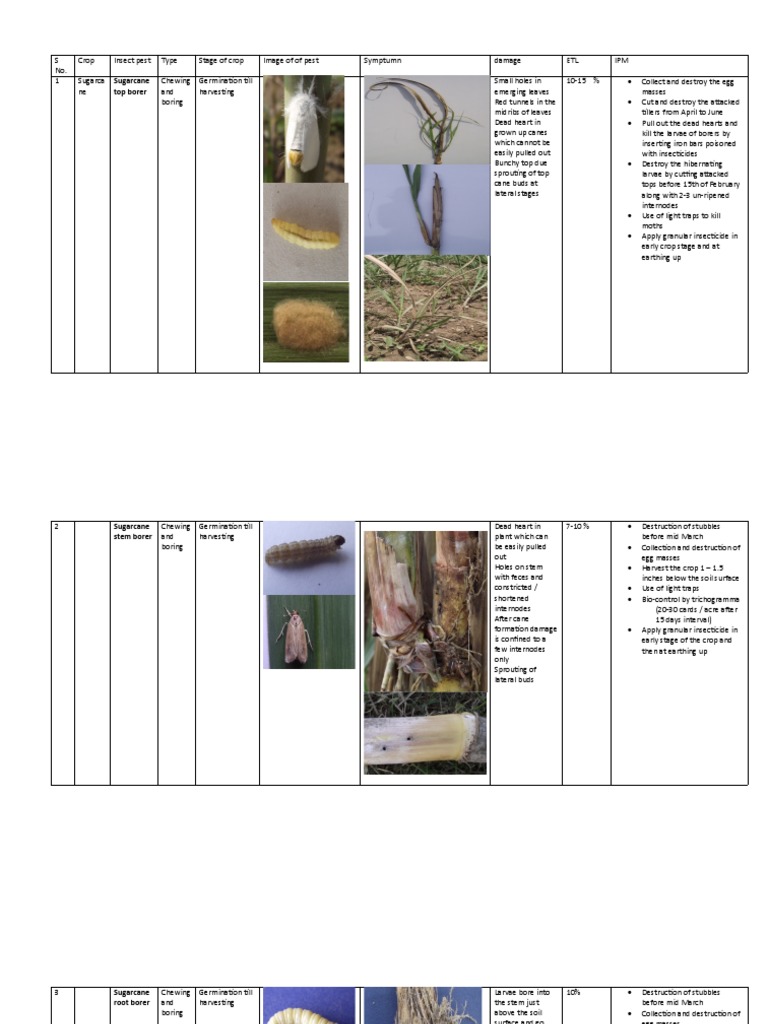 Ipm of Sugarcane Crop Pests | PDF | Sugarcane | Pest (Organism)