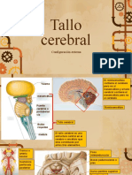 Estructura y componentes del tallo cerebral