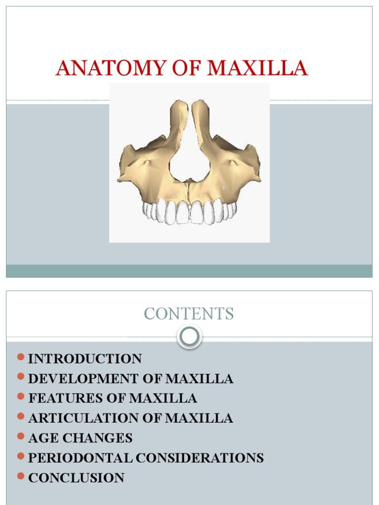 Maxilla | PDF | Human Head And Neck | Human Anatomy