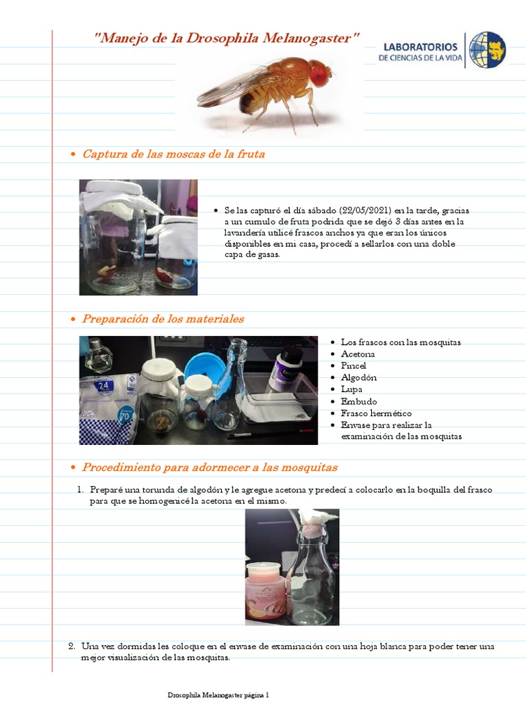 Cuaderno de Drosophila Melanogaster | PDF