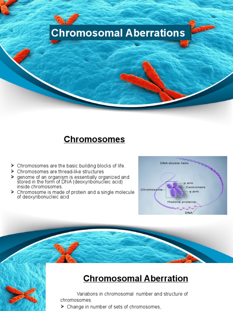 Overview of Chromosomal Aberrations | PDF | Chromosome | Meiosis